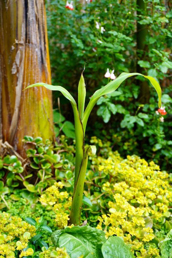Jungle Stay In A Hidden Paradise Zwijndrecht Kültér fotó
